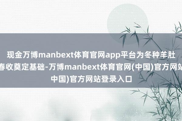 现金万博manbext体育官网app平台为冬种羊肚菌和来年春